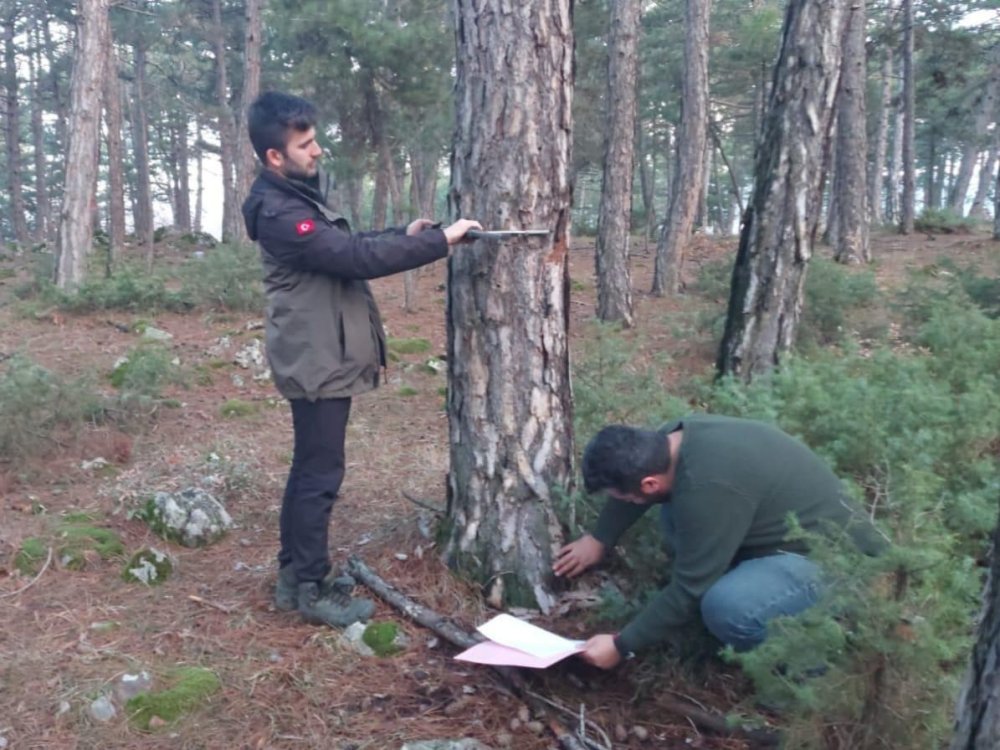 Ormanlarındaki Ağaçlar Tek Tek Kontrol Edildi