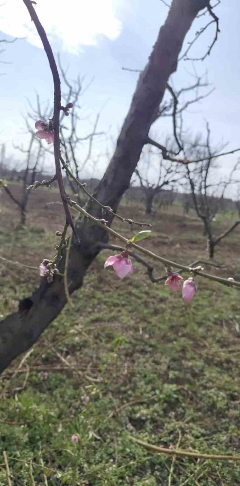 Şeftali Ağaçları Erken Çiçek Açtı