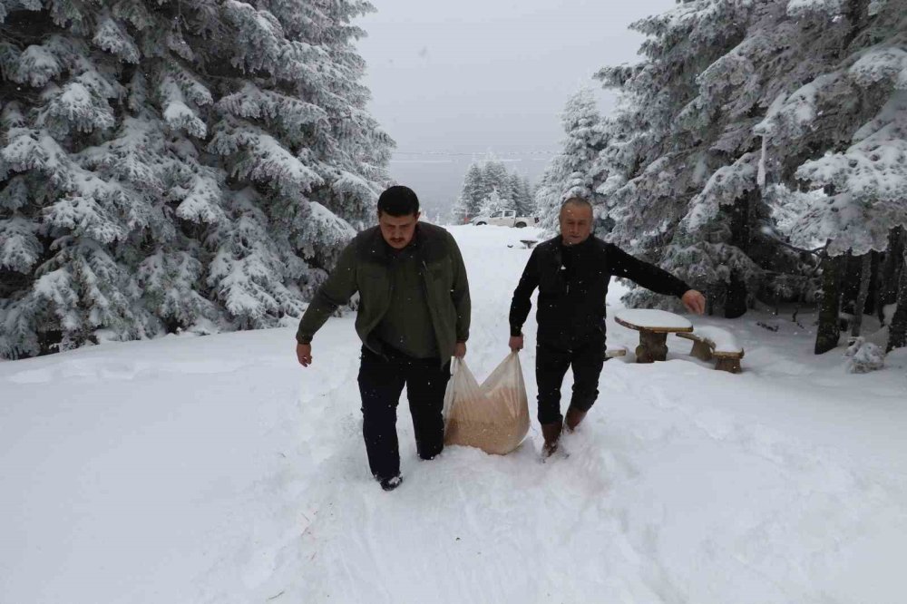 Doğa Koruma Ve Milli Parklar Yaban Hayvanlarını Unutmadı