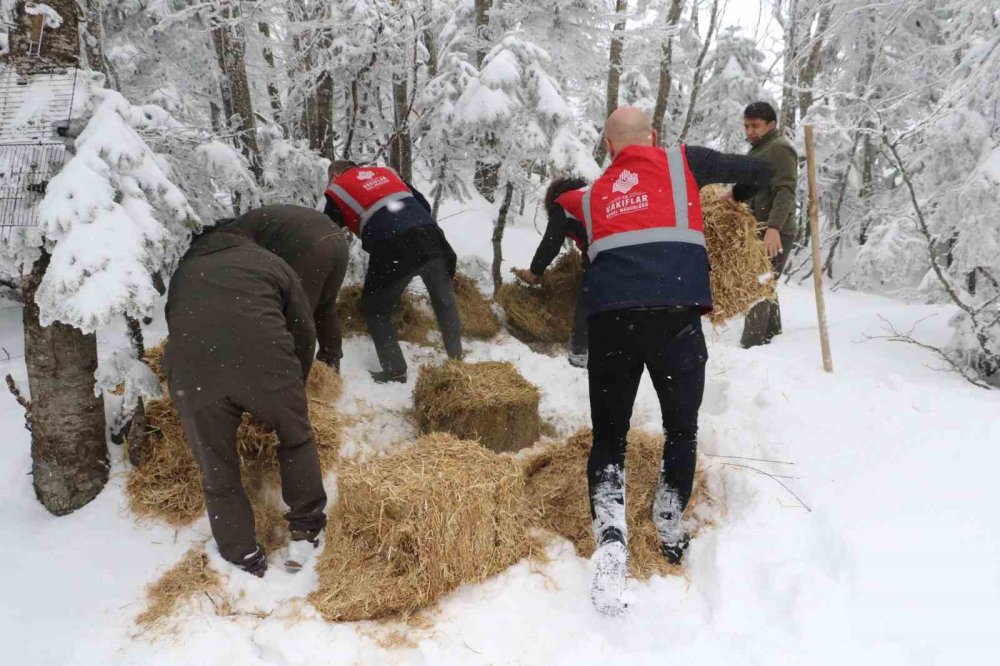 Doğa Koruma Ve Milli Parklar Yaban Hayvanlarını Unutmadı