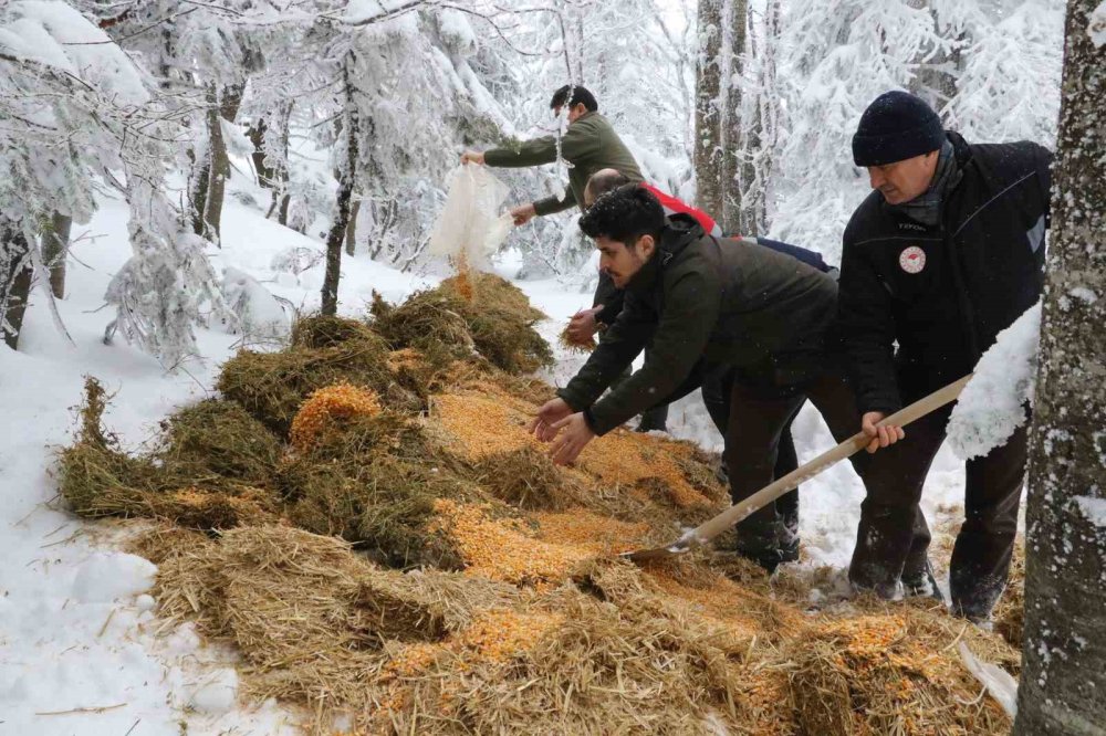 Doğa Koruma Ve Milli Parklar Yaban Hayvanlarını Unutmadı