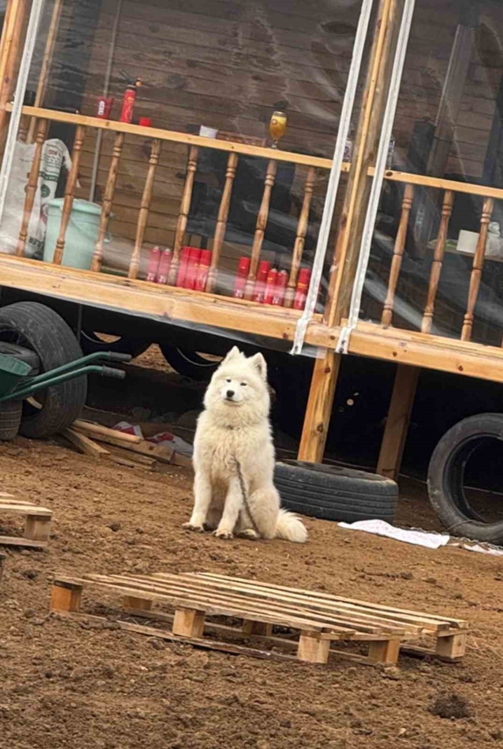 Köpeğini Bulana 50 Bin TL Vereceğini Duyuran Adamın Peşini Dolandırıcılar Bırakmıyor