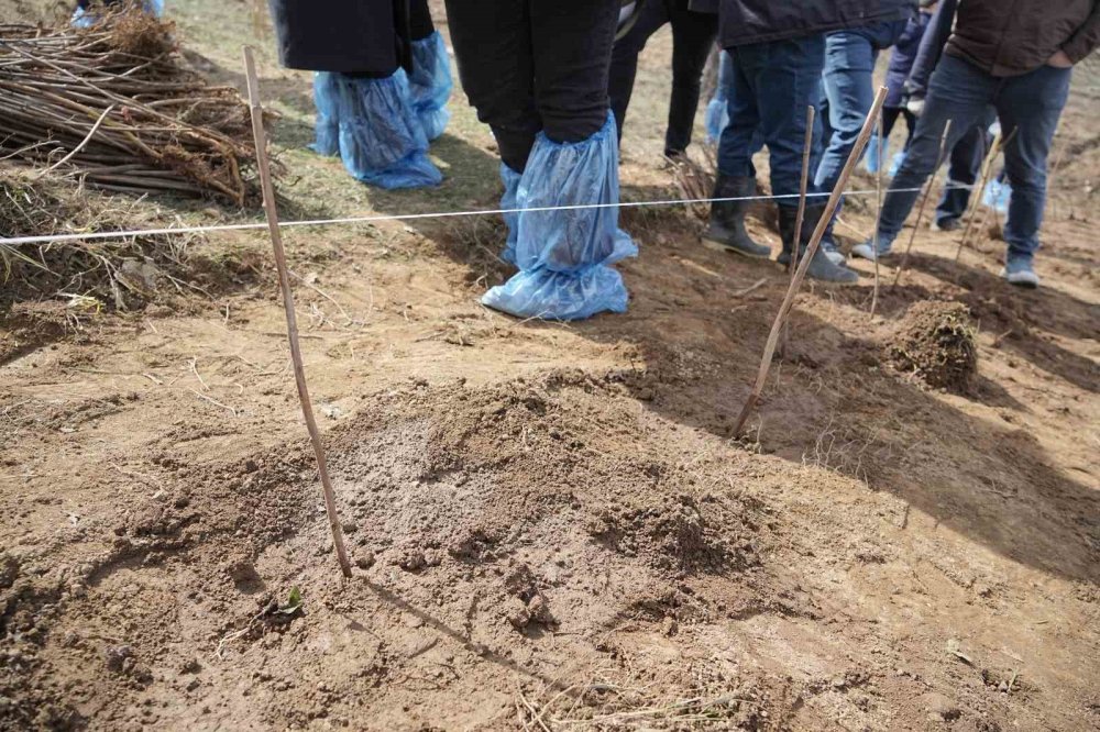 Çiftçiye Destek İçin 6 Dekarlık Alana Ahududu Dikildi