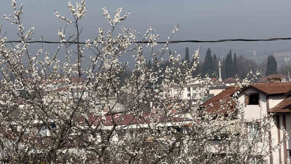 Baharın Müjdecisi Cemre Toprağa Düştü, Ağaçlar Çiçek Açmaya Başladı