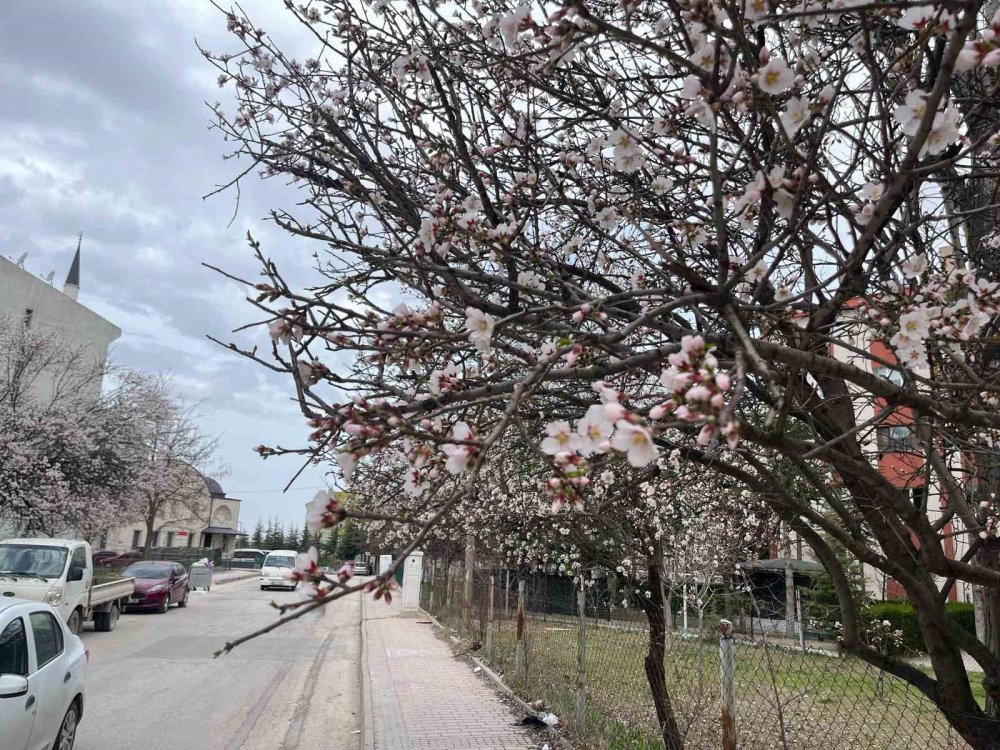 Ağaçların Çiçek Açması Görsel Şölen Oluşturdu