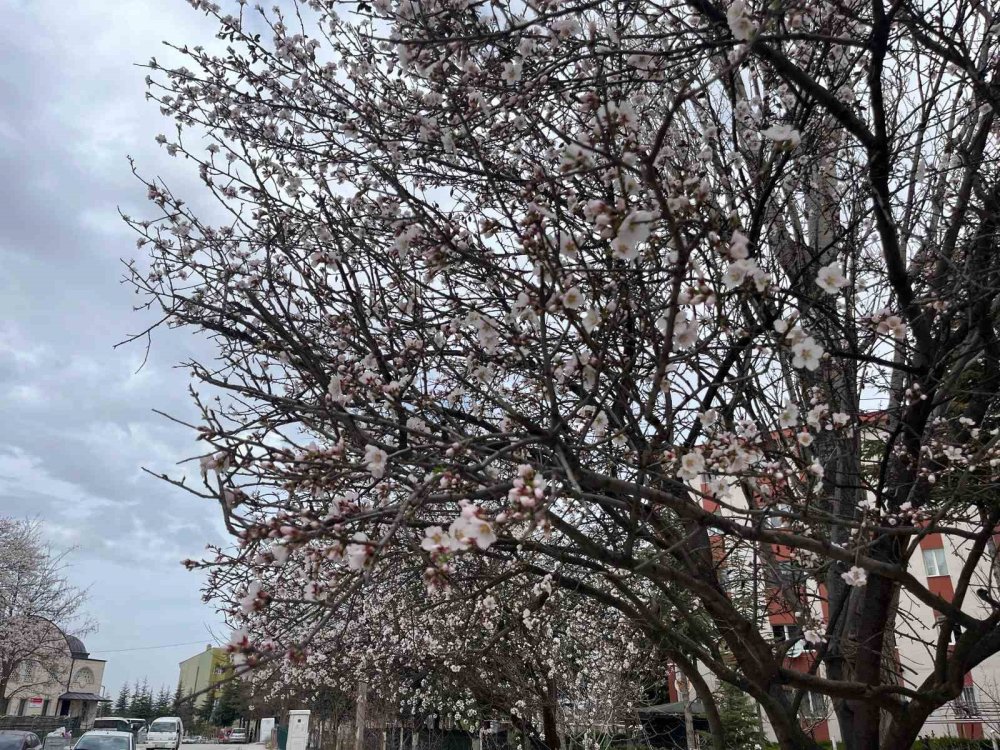 Ağaçların Çiçek Açması Görsel Şölen Oluşturdu